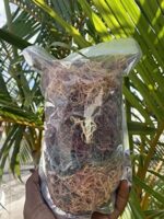 MG Windward Trading LLC Full Spectrum Organic Wild Harvested Sea Moss from St. Lucia | Wild Harvested Powerful Antioxidants, Vitamins, Minerals and Nutrients All Natural, 4 Ounce