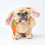 Pandaloon Dog and Pet Costume Set - AS SEEN ON Shark Tank - Walking Teddy Bear with Arms (Bunny, Size 5(24-28 in Height at TOP of Head,Girth