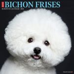 Just Bichons Frises 2024 Calendar